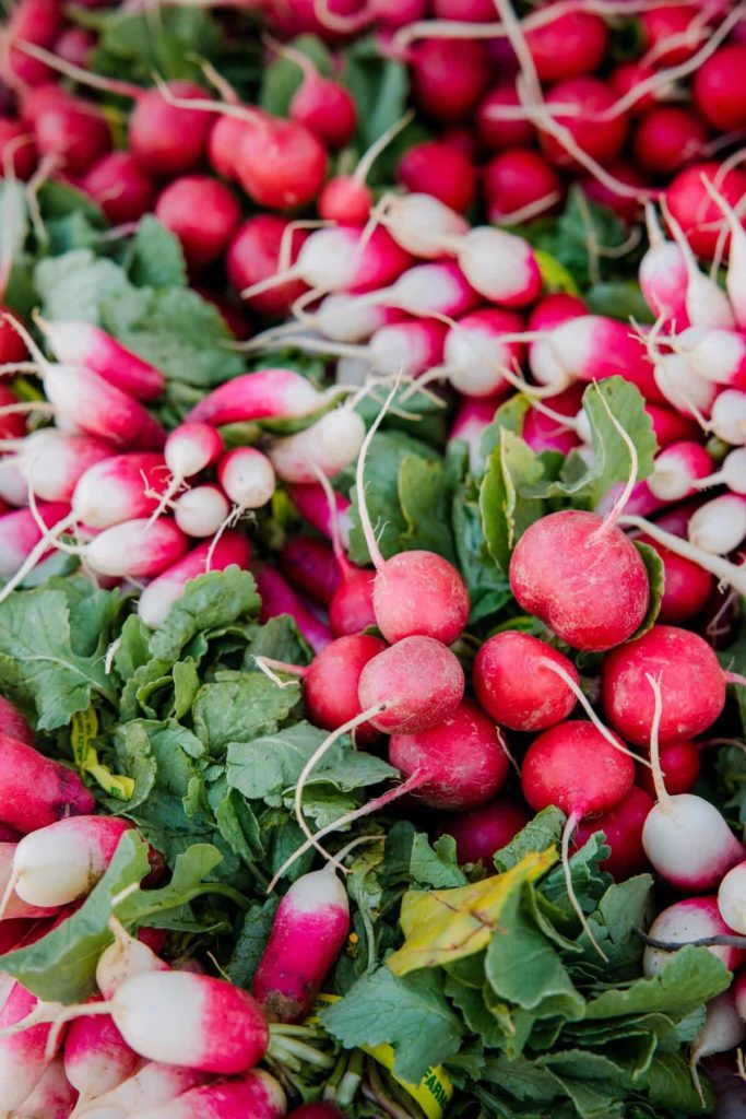 A variety of radishes harvest, washed, and bundled together.