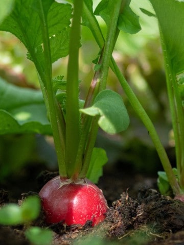 close up of a row of radishes, with radish roots just poking through the soil.