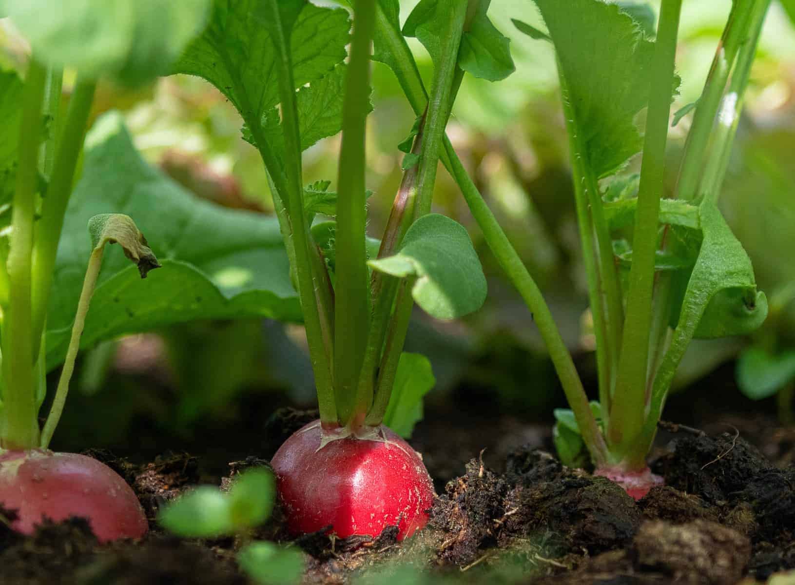 Grow Delicious Radishes in Any Climate: Tips for Soil Prep, Fertilization & Watering Schedules