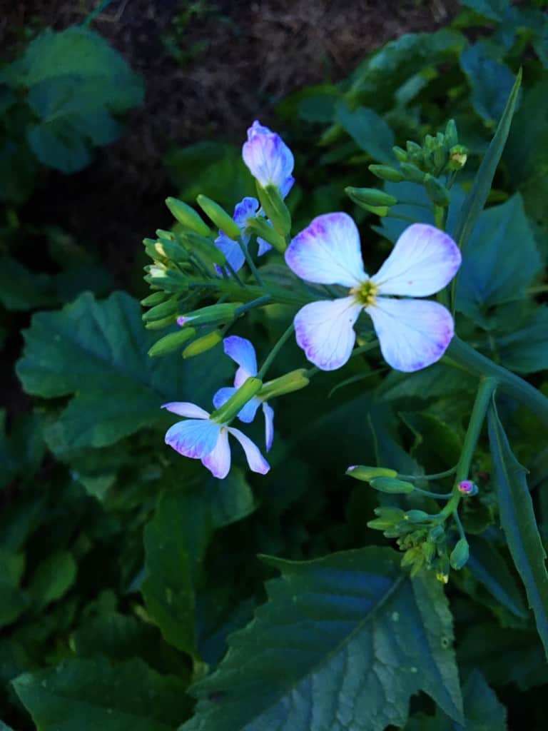 small blue radish flowers