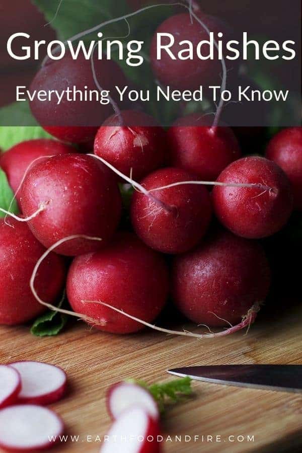 red globe radishes on a wooden cutting board with the text growing radishes everything you need to know