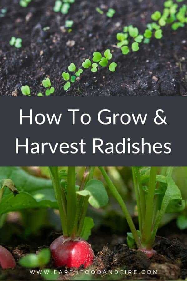 split pinterest image of radish sprouts and mature radishes growing in the garden