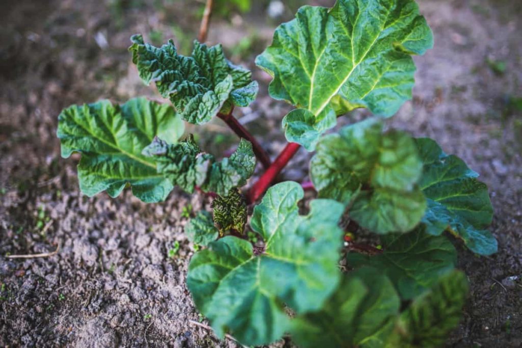 newly sprouted rhubarb in the garden
