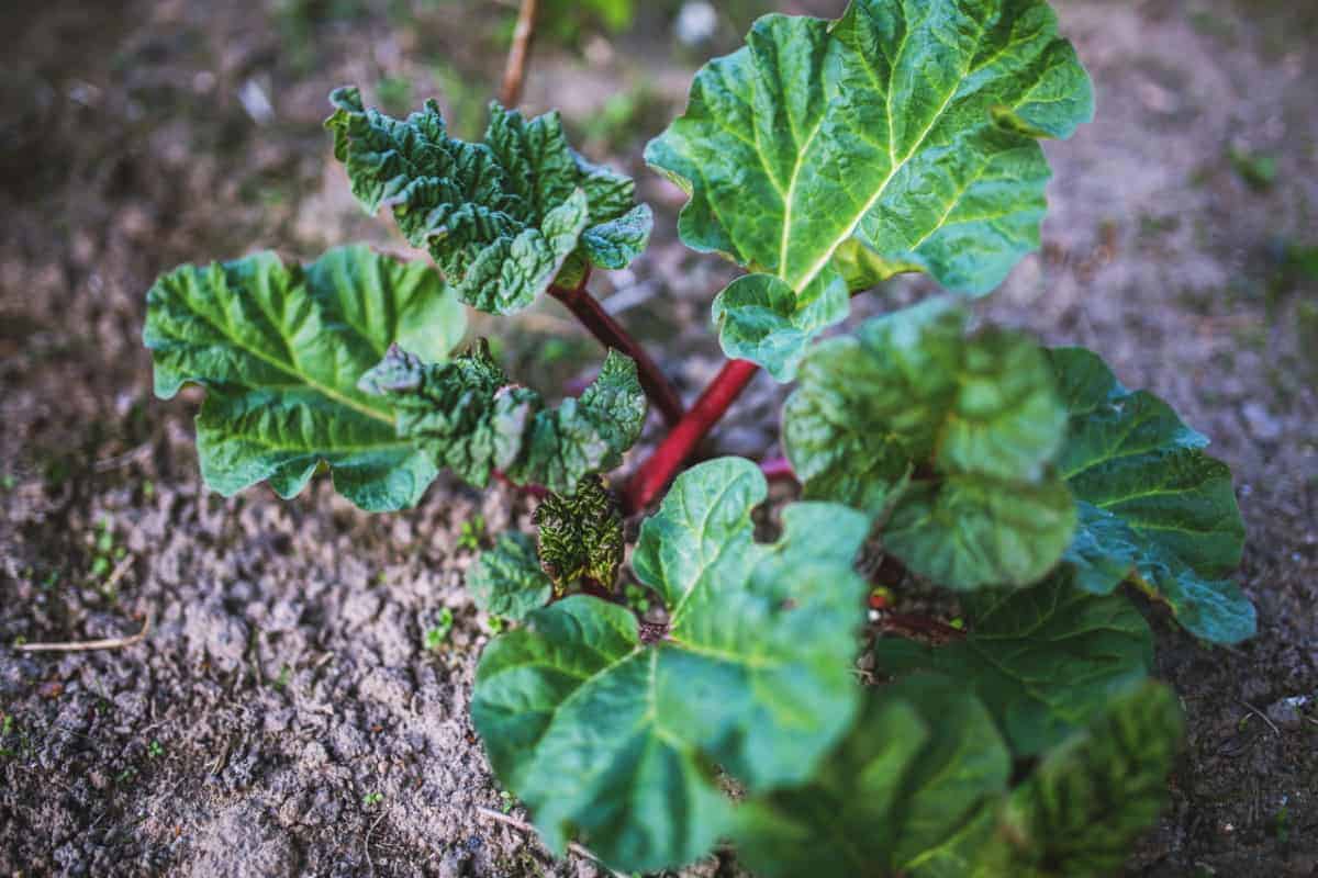 How To Grow Rhubarb Earth, Food, and Fire