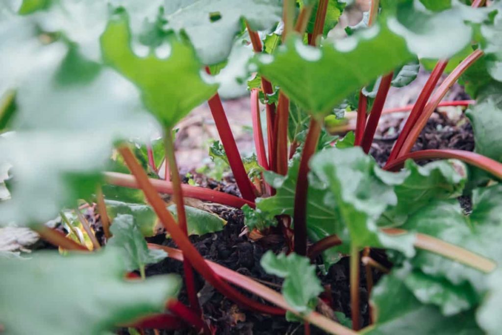 rhubarb crowns in their second year, slowly filling out