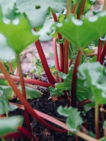 rhubarb crowns in their second year, slowly filling out