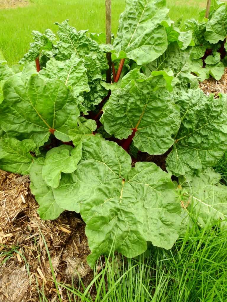 fully matured rhubarb plant with very large leaves