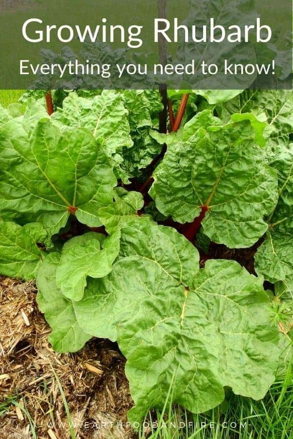 picture of a Mature rhubarb plant overload with a pinterest banner and text