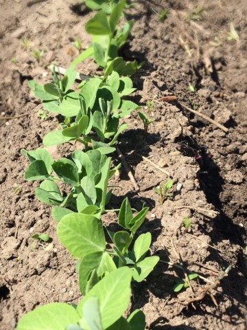 pea shoots sprouting in a garden