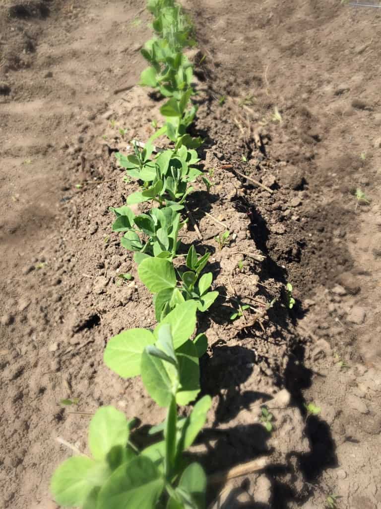 1 week old pea shoots growing in a row in the garden