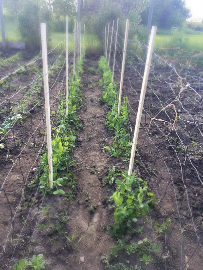 pea fencing in the garden