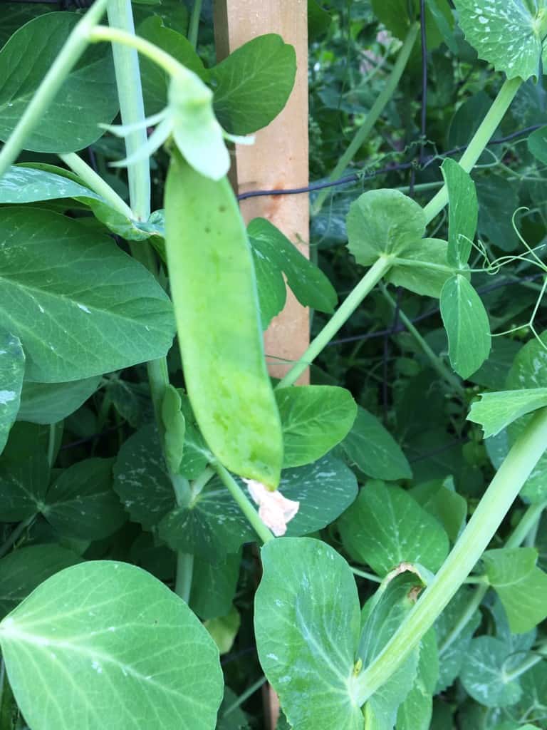 close up of a mature pea pod and tendrils climbing the fence