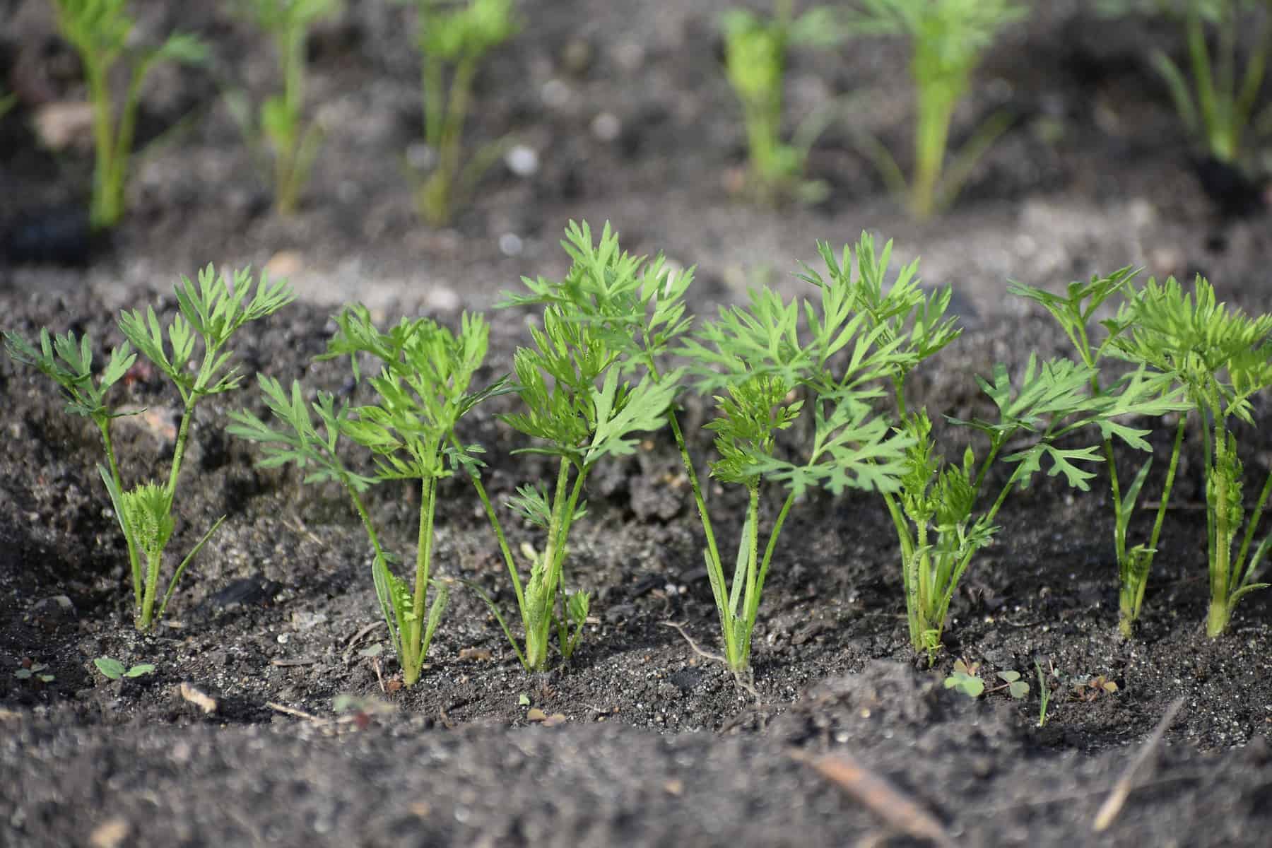 thinning carrots to the proper spacing in the garden