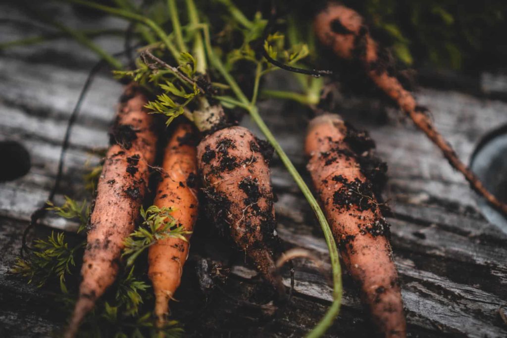 freshly harvested carrots, covered in garden soil.