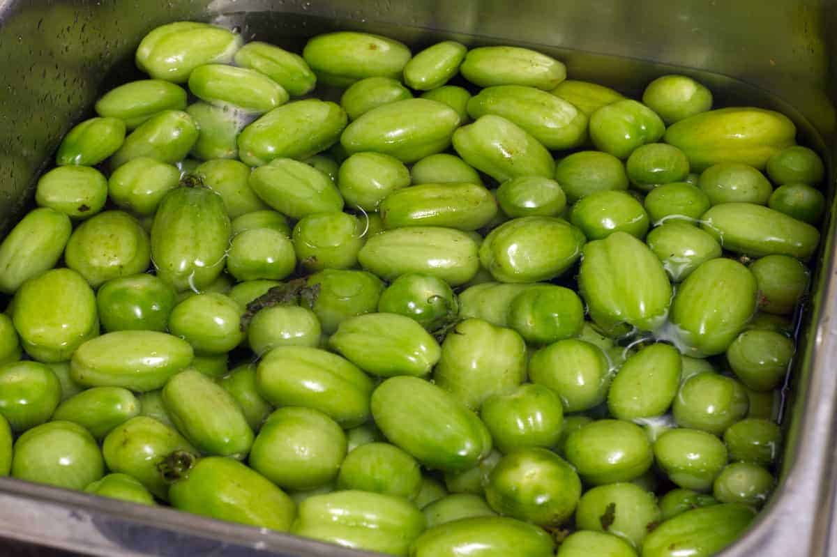 Green tomatoes being washed in a sink full of water