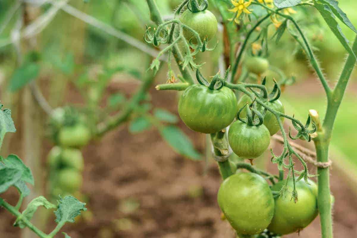 green tomatoes growing on a plant in the garden