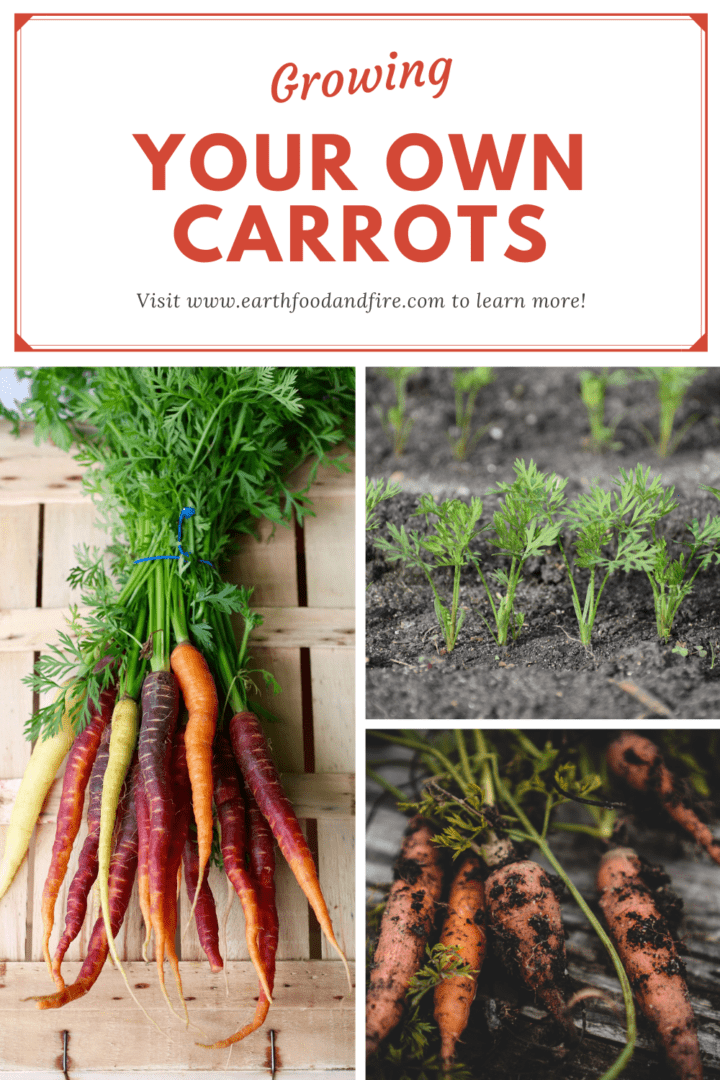 pinterest collage pin of carrots in various stages of growth overlaid with a banner
