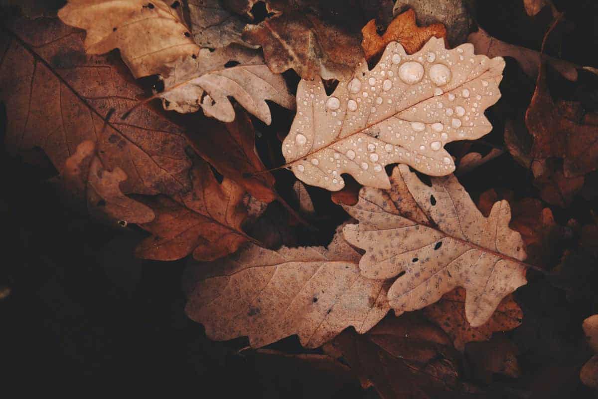 fallen oak leaves in the fall with drops of water on them