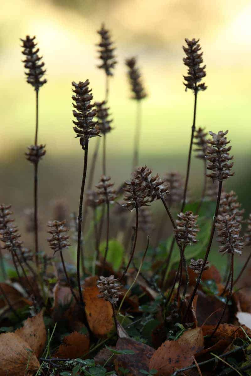 close up shot of dried perennial flowers