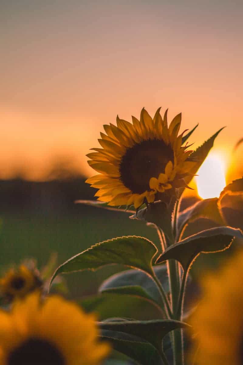 a close up of a sunflower at dusk with the sun setting in the background