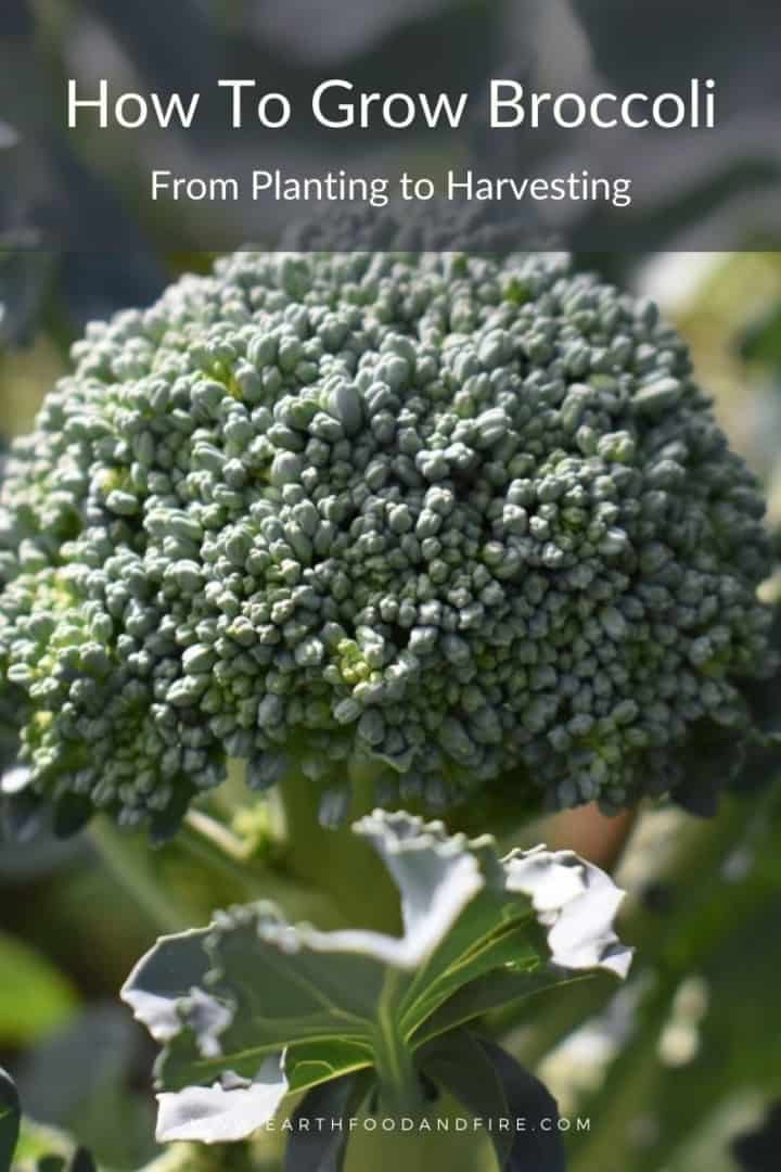 a pinterest pin image of a broccoli crown with the banner 