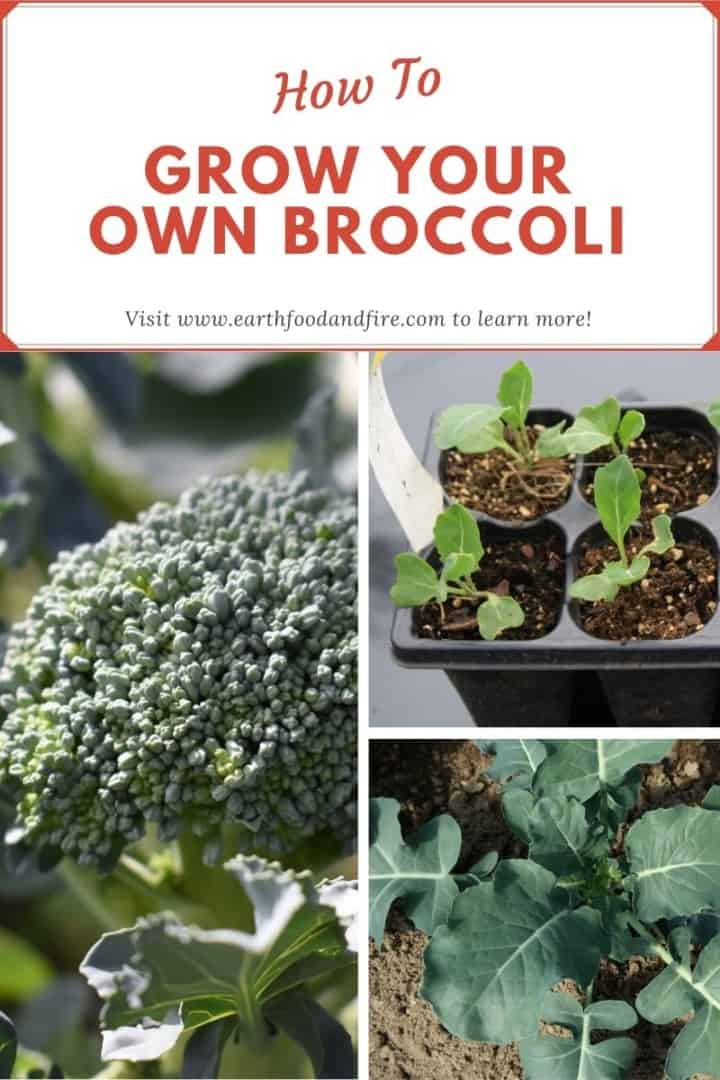 a collage pin image of broccoli in various stages of growth,