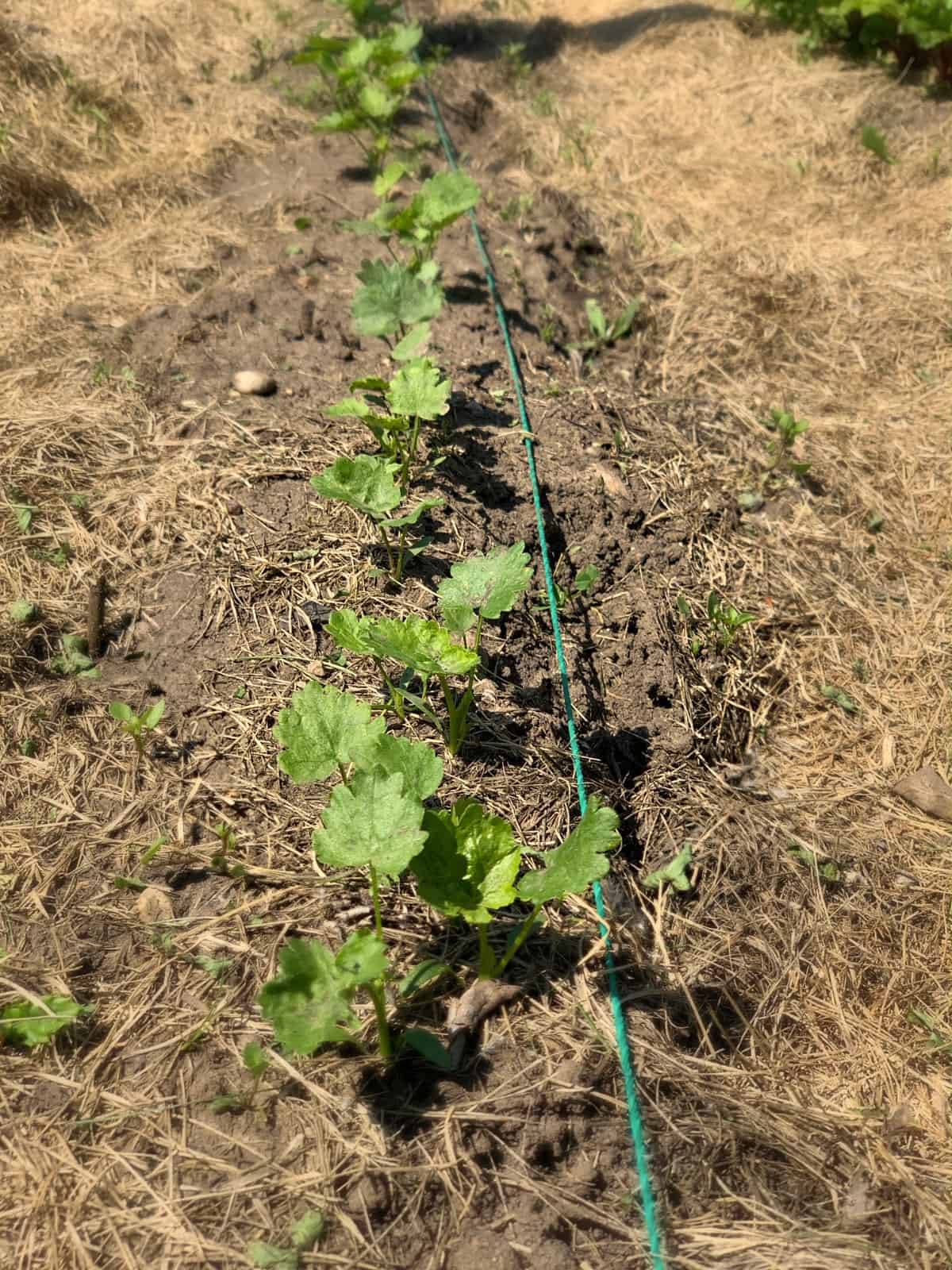 a row of parsnips in the garden with a rope to mark the row