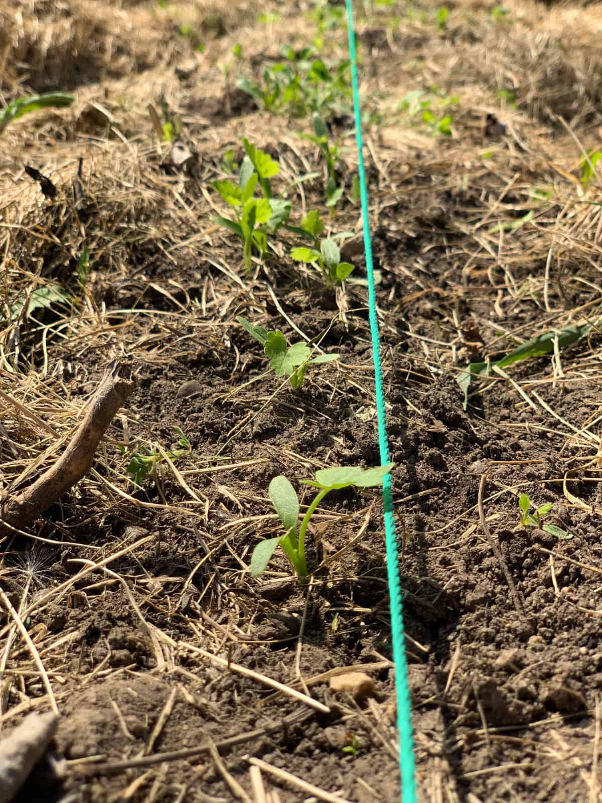 parsnip seedlings that have just sprouted