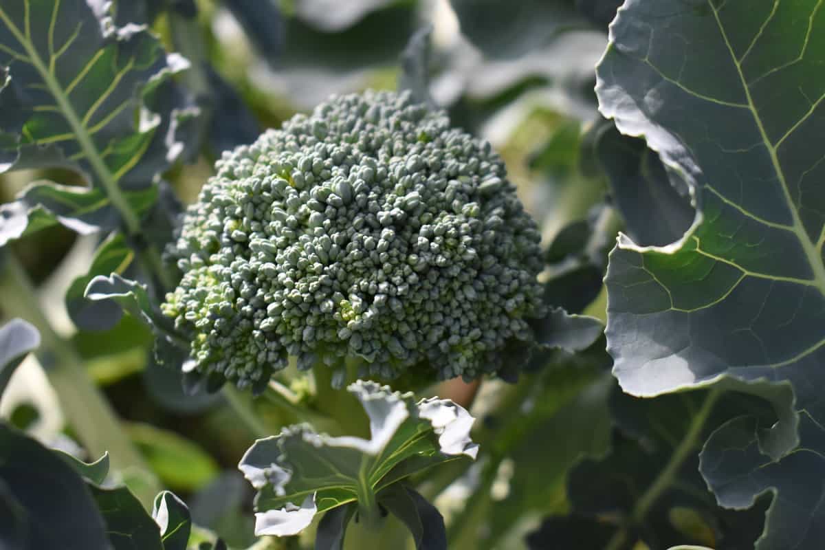 a broccoli crown on the plant, ready for harvest