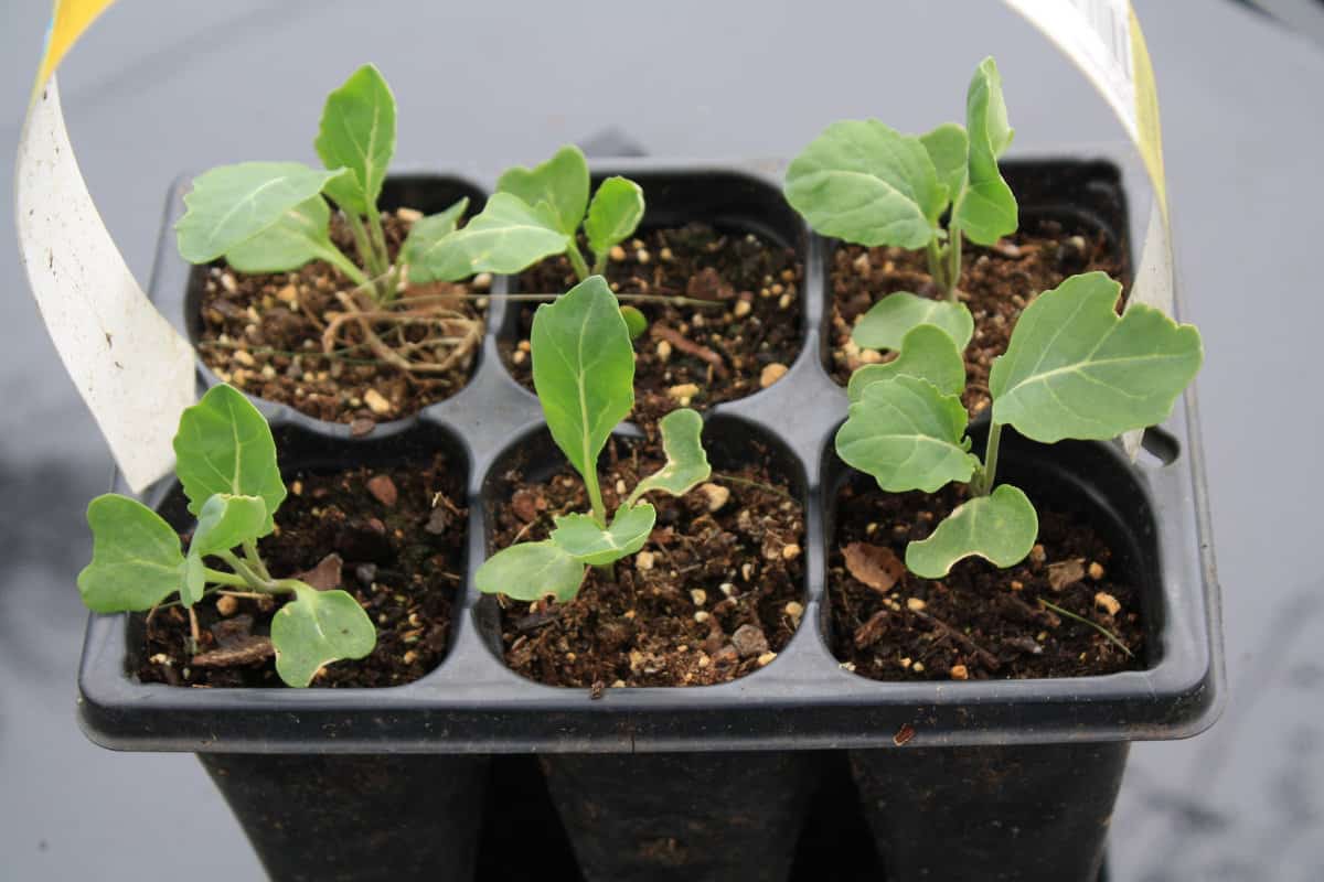 broccoli seedlings in a small planter tray