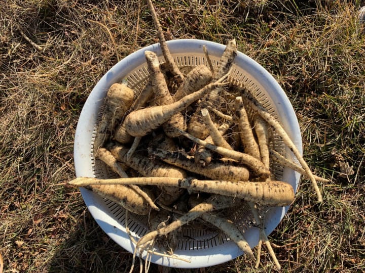 freshly dug parsnips in a white bowl in the garden