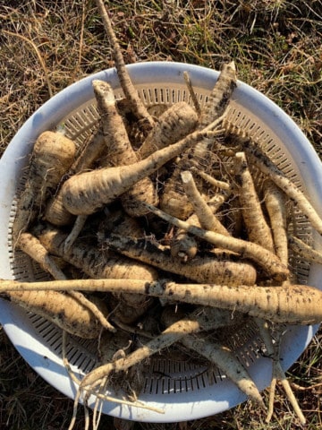 freshly harvested parsnips in a white bowl outside