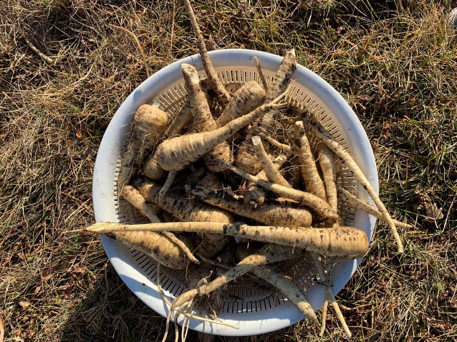 freshly dug parsnips in a white bowl in the garden 