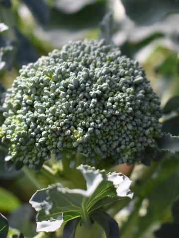 close up of a mature broccoli crown ready for harvest