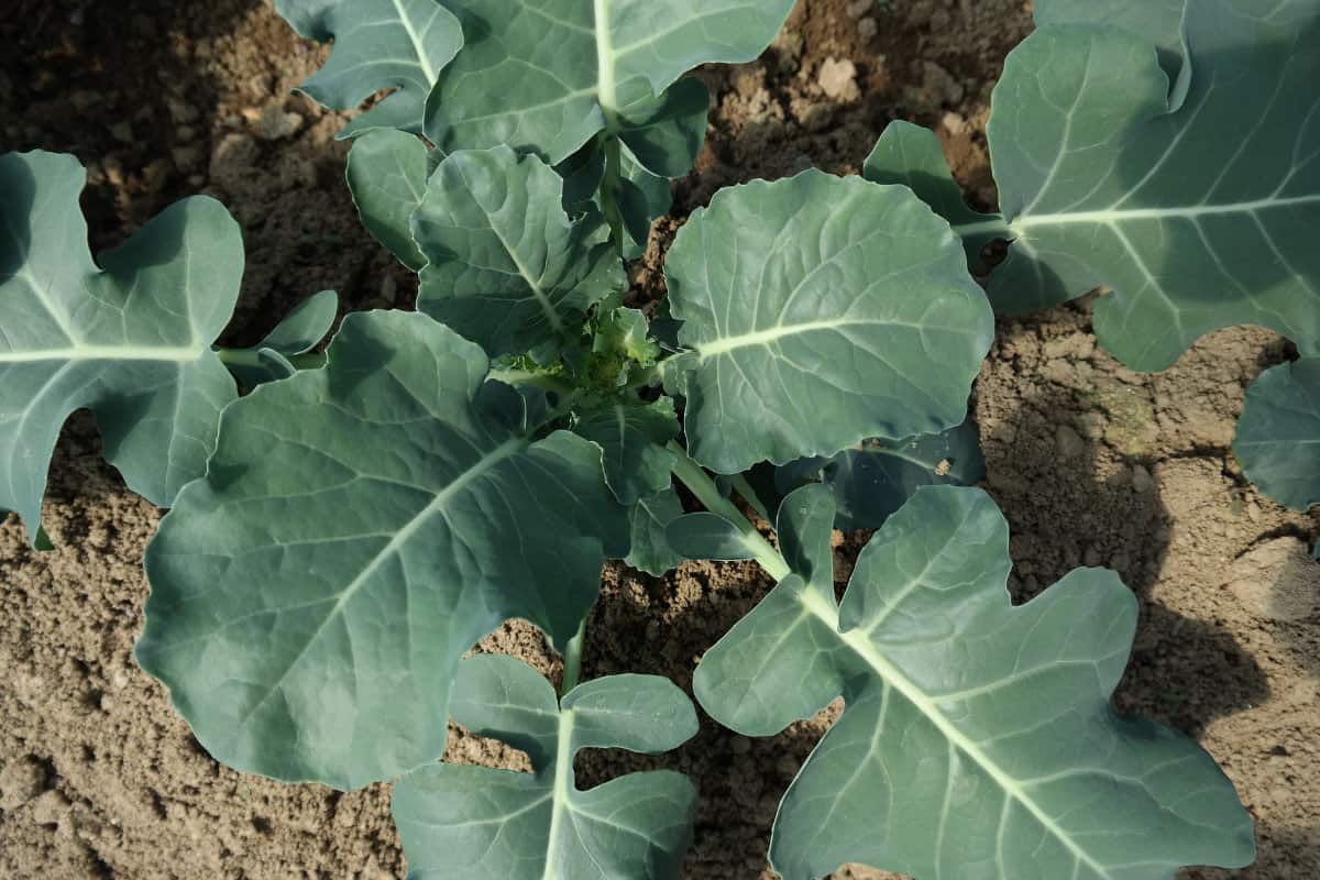 an overhead shot of an immature broccoli plant growing outdoors in the garden