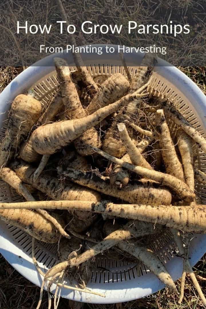 a white bowl filled with freshly harvested parsnips, overlaid with a banner reading: "how to grow parsnips, from planting to harvesting"