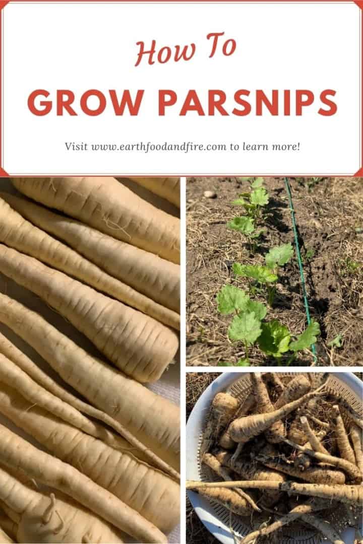 collage image of parsnips in various stages of growth, overlaid with a banner that reads: "how to grow parsnips"