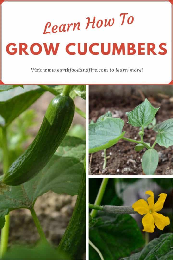 a pinterest collage image titled 'learn how to grow english cucumbers' with three pictures showing cucumbers in various stages of growth.