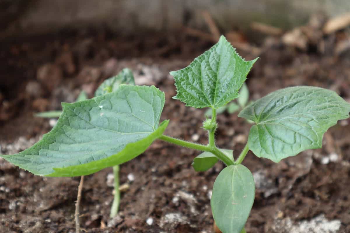 Cucumber Seedling Transplanted into the Garden