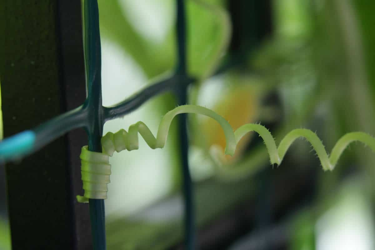 a cucumber tendril grabbing onto a trellis for support