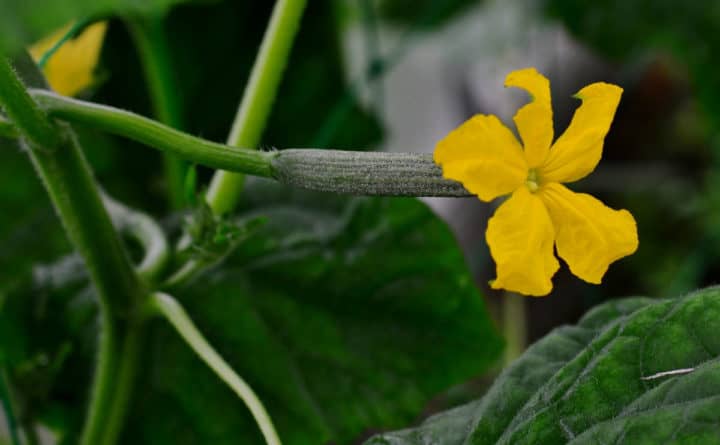 a baby cucumber with a yellow flower blooming at it's tip.