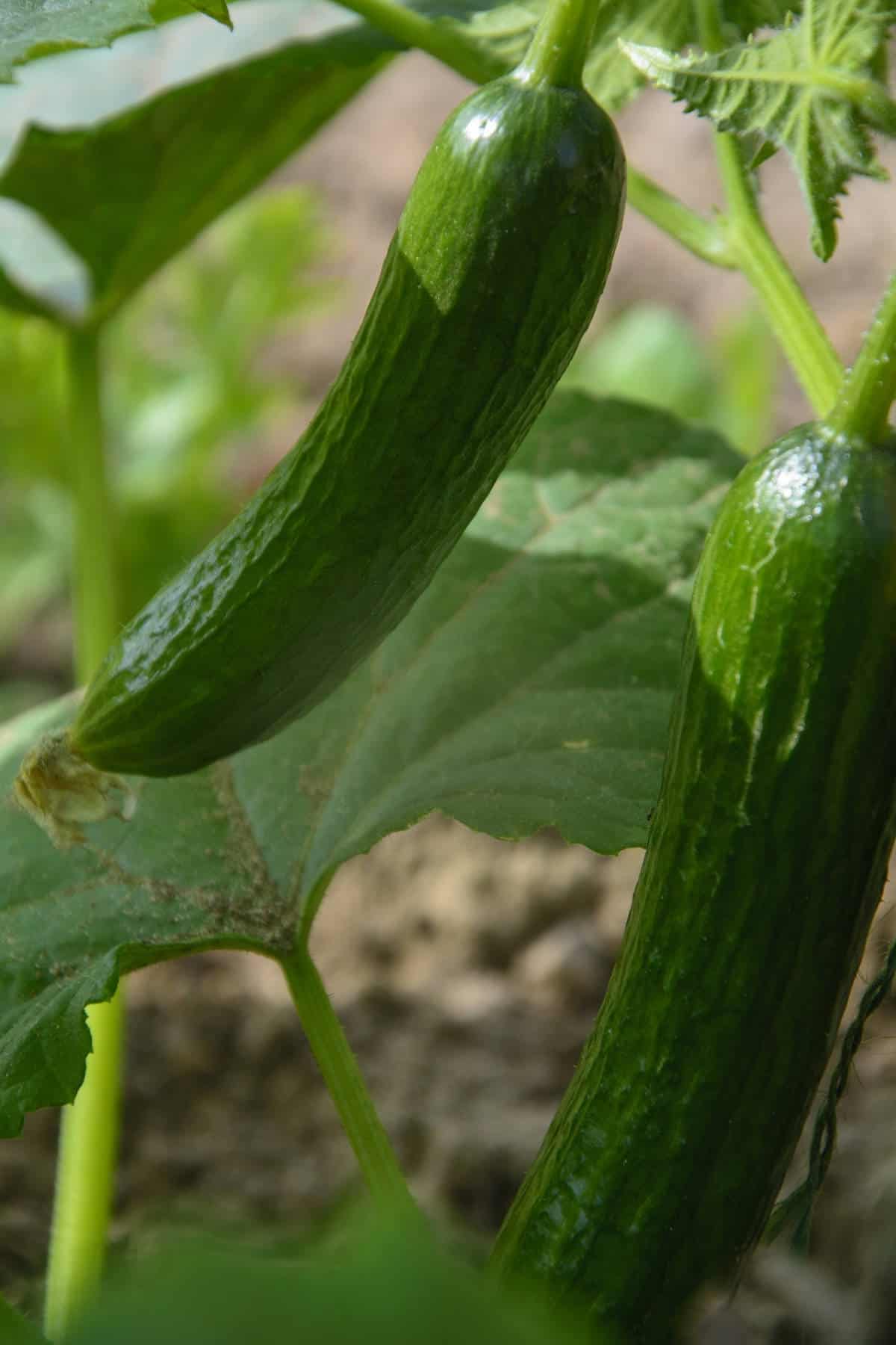 english cucumbers ripening on a vine