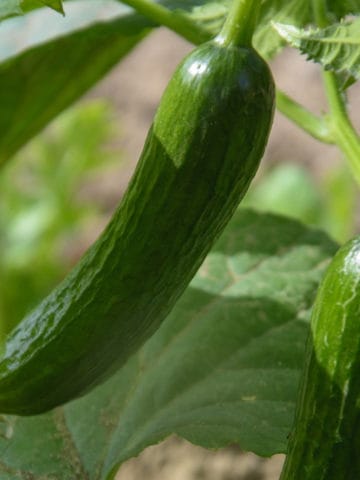 close up of a smooth skinned english cucumber on the vine