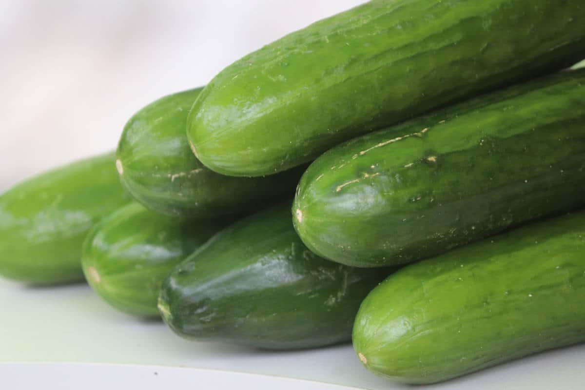 close up of english cucumbers harvested and displayed on a white background