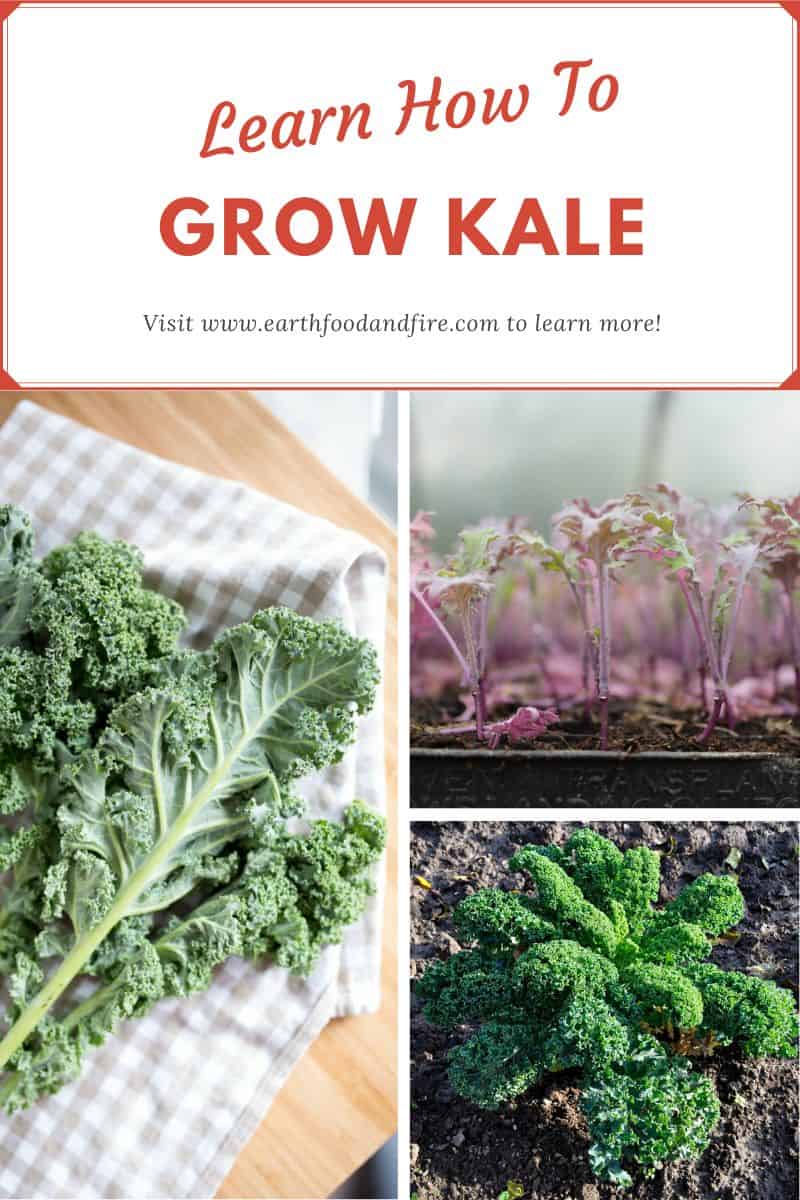 How To Grow Kale Earth, Food, and Fire