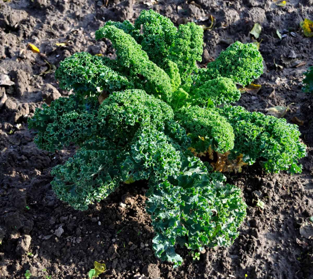 a mature kale plant in the garden ready for harvest