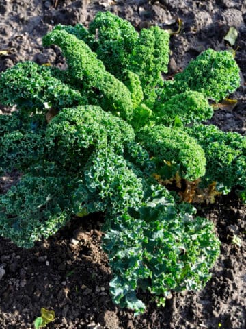 a mature kale plant in the garden ready for harvest