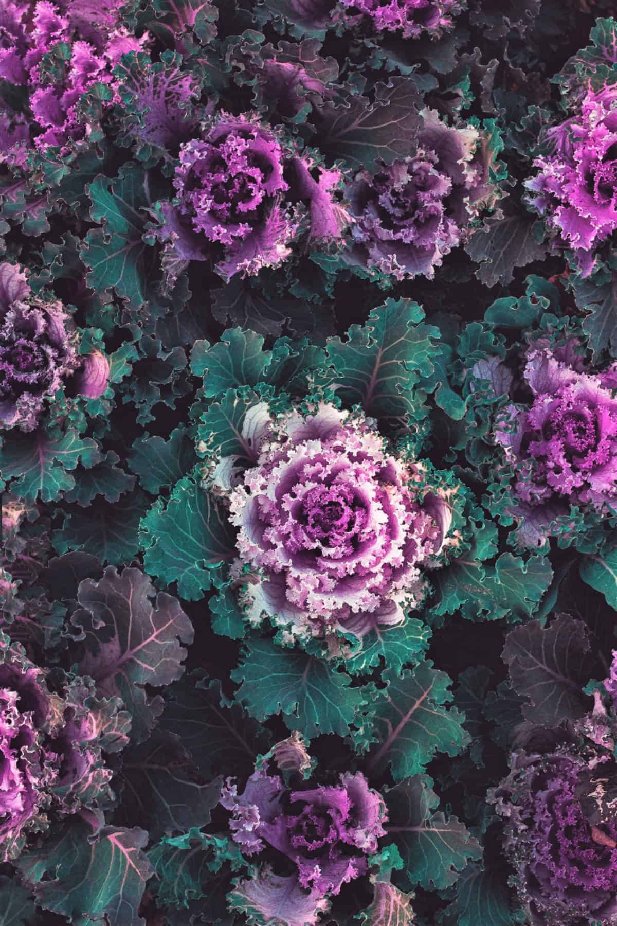 overhead shot of ornamental purple kale in a garden