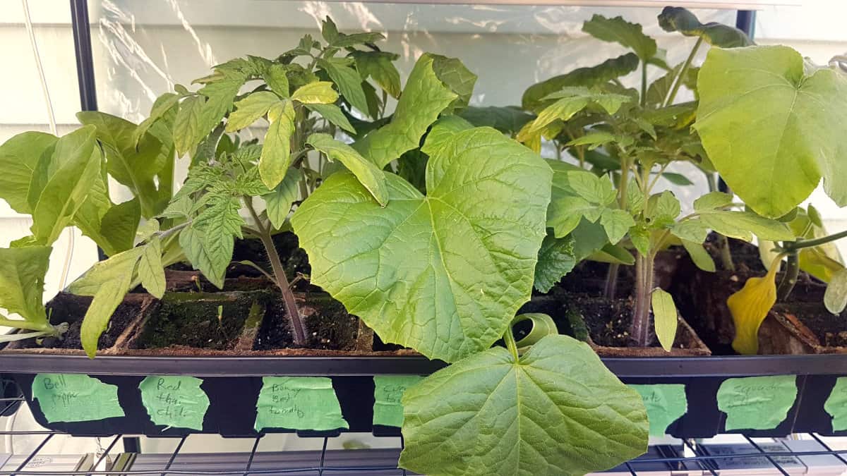 mature plants in a seed startimng tray