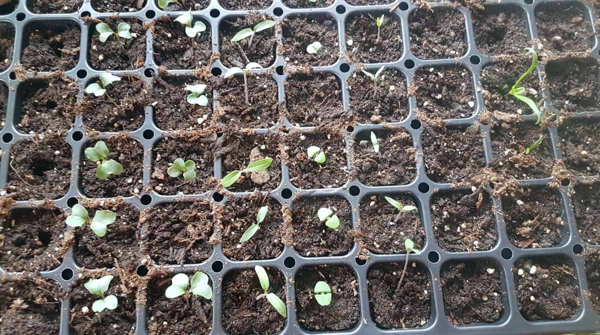 seedlings sprouted in a re-useable seed tray